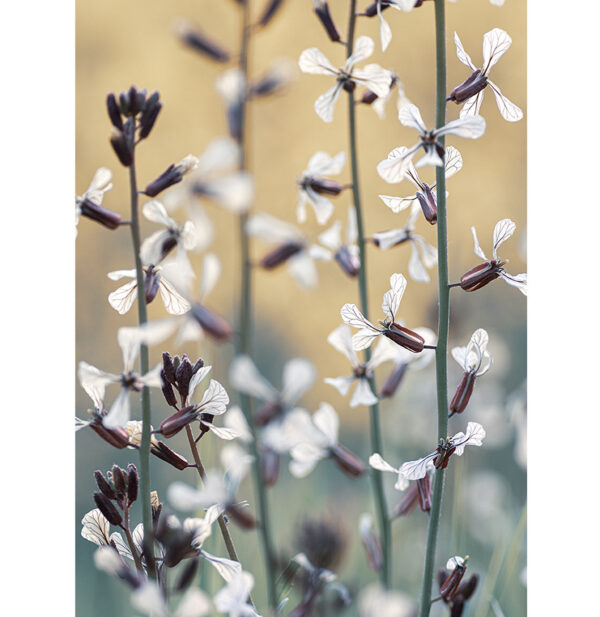 Interieurposter verticale plants witte bloemen