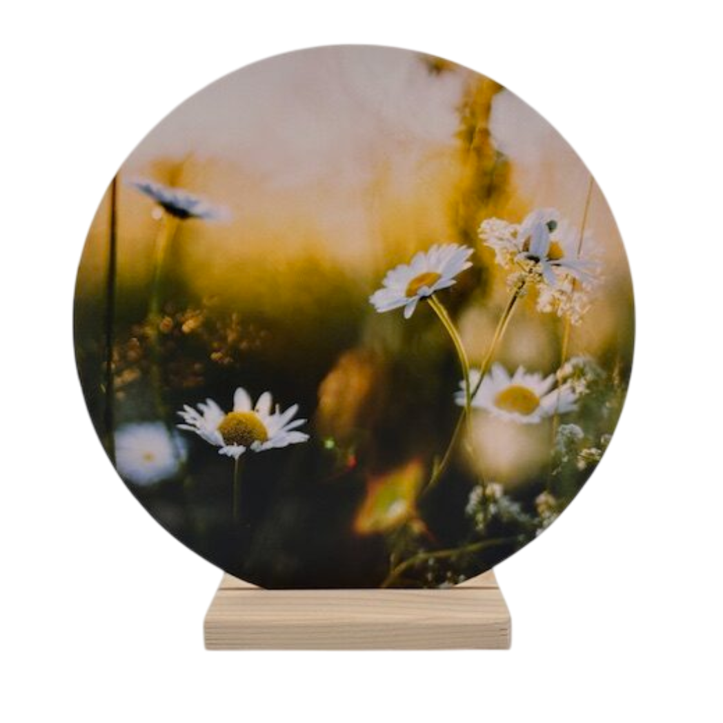 Muurcirkel - Madeliefje