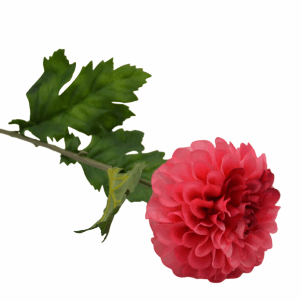 Homebound - Zijdebloem - Dahlia - Roze