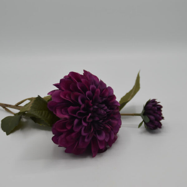 Homebound - zijdebloem - dahlia - donkerpaars