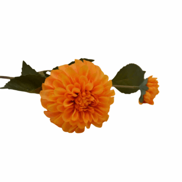 Homebound - Zijdebloem - Dahlia - Oranje