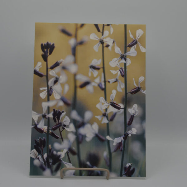 Label R - Interieur poster - Wildebloemen - Wit, Groen, Bruin