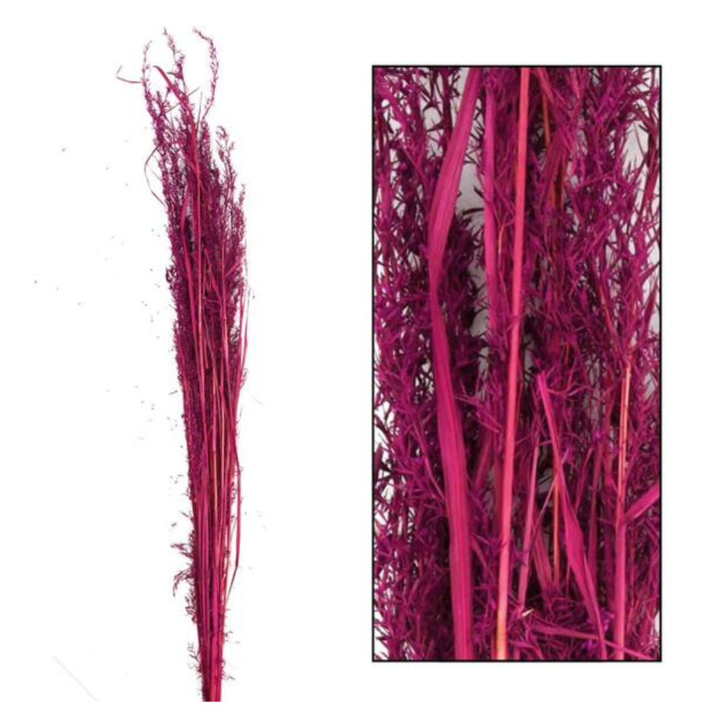 DIJK - Droogbloem - Alfonso - Roze