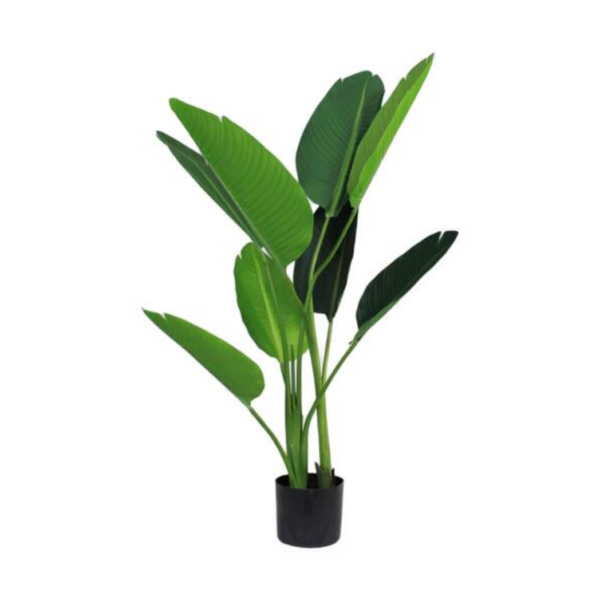 DIJK plant Strelitzia groene kamerplant decoratief